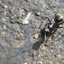 Carpenter Ant (worker)