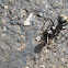 Carpenter Ant (worker)