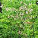 Pinxter Azalea