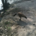 Canada Goose