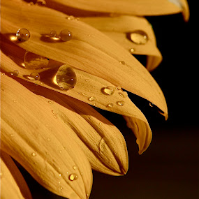 by Jeannette Thalmann-Bendeth - Nature Up Close Flowers
