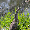 American Bittern