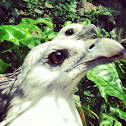 White-bellied Sea Eagle