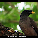 Common Myna