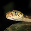 Common blunt-headed tree snake
