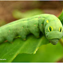 Vine Hawk-Moth Caterpillar