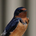 Barn Swallow