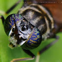 Black Soldier Fly