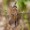 Four-spotted Skimmer