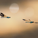 Damselflies