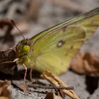 Cloudless sulphur butterfly
