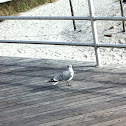 Common sea gull