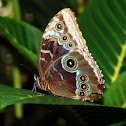 Blue Morpho
