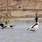 Shelduck; Tarro Blanco