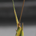 Unknown spotting