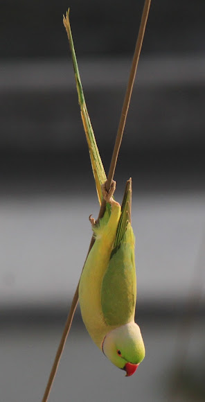 Spotting Image 1