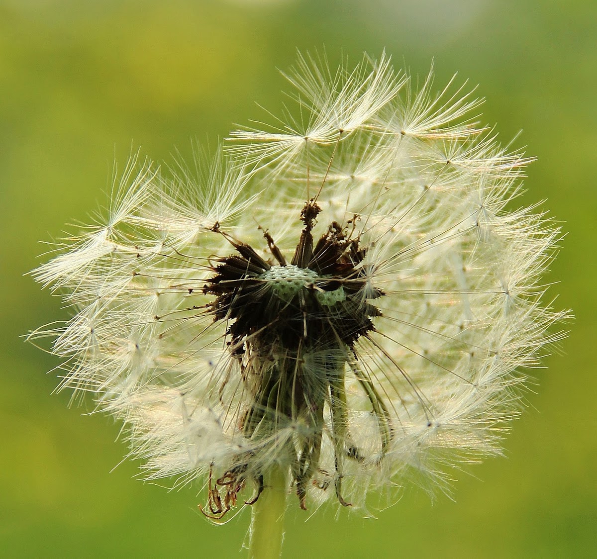 Dandelion Seeds