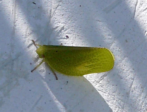 Spotting Image 1