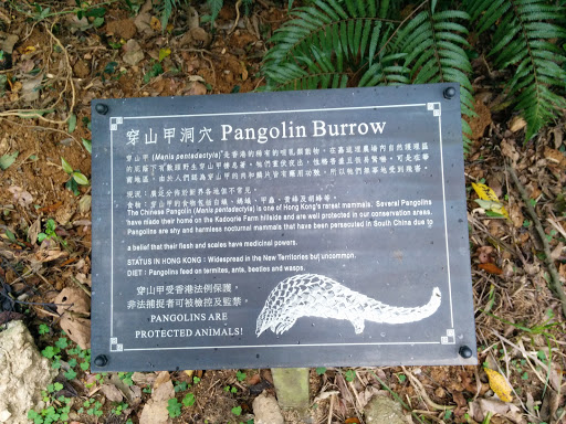 Pangolin Burrow