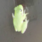 Tree frog