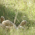 african lion