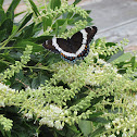 White Admiral