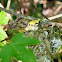 White-eyed Vireo