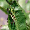Unknown Grasshopper