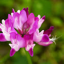 Chinese milk vetch