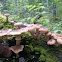 Honey fungus