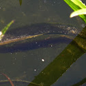 Smooth Newt