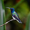 White-necked Jacobin