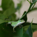 Green Anole