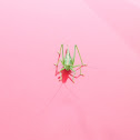 Great Green Bush-Cricket
