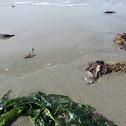 sea lettuce