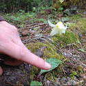 Fawn lily