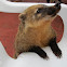Coatimundi