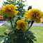 marigold