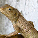 Oriental Garden Lizard