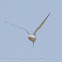 Common Tern; Charrán Común