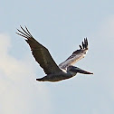 Brown Pelican