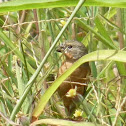 Yellow-bellied Seedeater