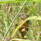 Yellow-bellied Seedeater