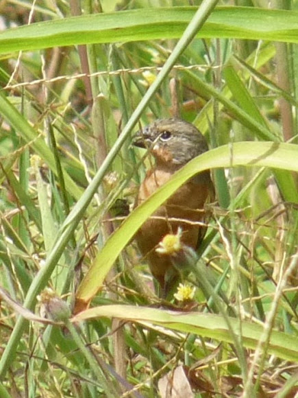Spotting Image 1