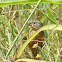 Yellow-bellied Seedeater