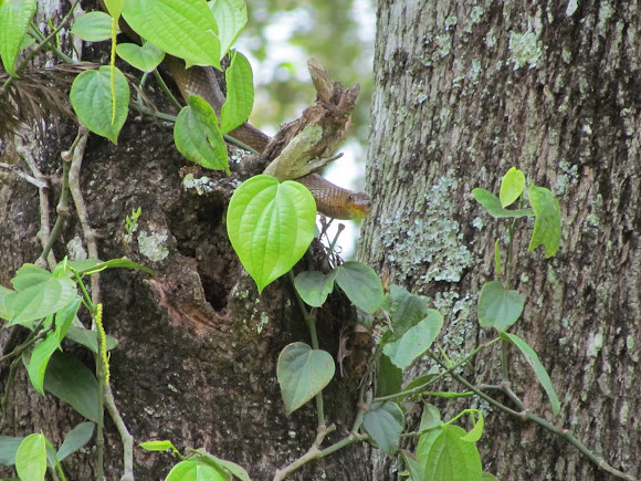 Spotting Image 1
