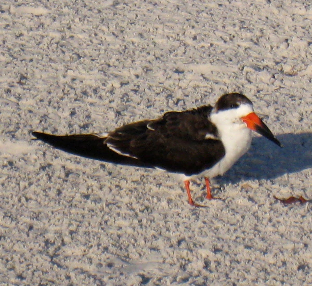Black Skimmer