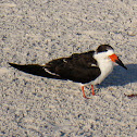 Black Skimmer