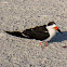 Black Skimmer