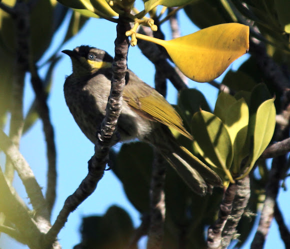 Spotting Image 1
